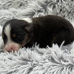 Brody - Black tri male Miniature Australian Shepherd puppy in Ambrose, Georgia from Brandilyn's Aussies