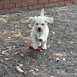 Pixie - Cream female Goldendoodle puppy in Nipomo, California from Westwind Goldendoodles