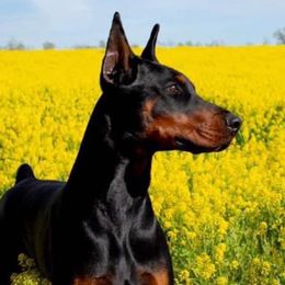 Doberman Pinschers from DIAMOND RIDGE DOBERMANS