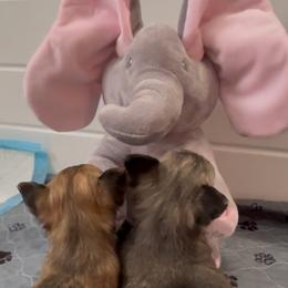 Chihuahua and Labrador Retriever Puppies from Cranbrook Kennels