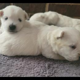 Summer 2 - White female West Highland White Terrier puppy in Hoschton, Georgia from AKC  Westie World