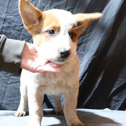 L61-06 - Red speckled male Australian Cattle Dog puppy in Sheridan, Oregon from 6pk Cattledogs