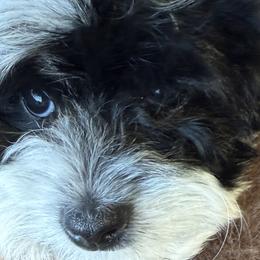 Australian Mountain Doodles, Bernedoodles, Cavapoos, and Goldendoodles from Angel Pups Deluxe