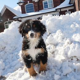 Bernese Mountain Dog and Golden Retriever Puppies from Bunn Ranch Goldens & Bernese