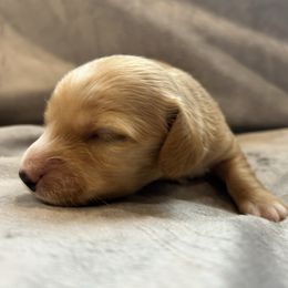 Clove - Cream male Dachshund puppy in Elko, Nevada from Hobby Horse Homestead Mini Doxies