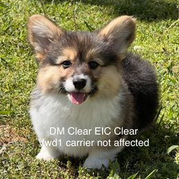 Pembroke Welsh Corgi Puppies from S&K Woodwickcorgis