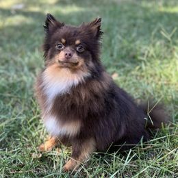 Buckeye - Pomeranian
