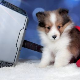Girl 1 - Shetland Sheepdog puppy in Elk, Washington from Asgard Shetland Sheepdogs