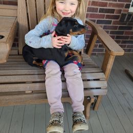 Doberman Pinscher Puppies from Morningstar Kennel