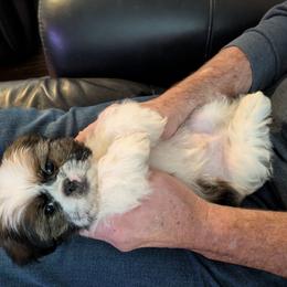 Andy - Gold and white male Shih Tzu puppy in Clyde, North Carolina from Shawgo Pups
