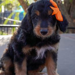 Maisie - Black tri-color female Aussiedoodle puppy in Crowley, Texas from Nelson's Aussies and Aussiedoodles