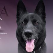 Gerberian Shepskies and Sporty Mixes from Northwoods Mystic Pawz