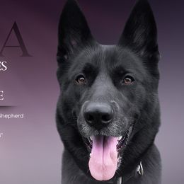 Gerberian Shepskies and Sporty Mixes from Northwoods Mystic Pawz