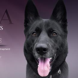 Gerberian Shepskies and Sporty Mixes from Northwoods Mystic Pawz