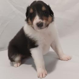 Bernie Boy 3 sky blue collar - Black white and tan male Collie puppy in Salem, Indiana from Living Blessed Collies