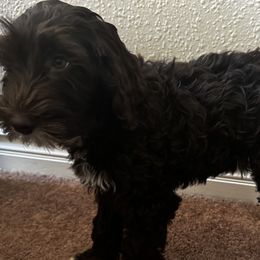 Australian Labradoodles from Pawfectdoodles