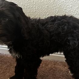 Australian Labradoodles from Pawfectdoodles