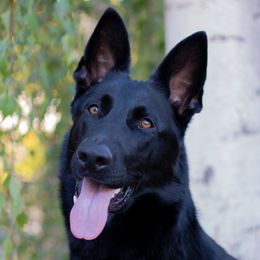 Cindy - German Shepherd