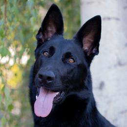 Cindy - German Shepherd