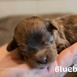 Blueberry - Merle male Cockapoo puppy in Perry, Arkansas from Parker's Cockapoos