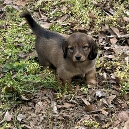 Bo - Red male Dachshund puppy in Searcy, Arkansas from Short and Sassy Doxies