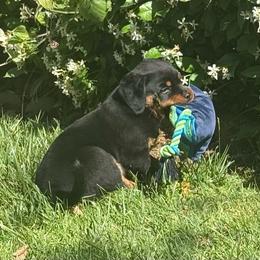 Female pup 3 - Black and tan female Rottweiler puppy in Menifee, California from Von Der Hing Rottweilers