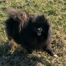 Shadow - Pomeranian