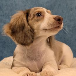 Atlas-Reserved - Chocolate and cream male Dachshund puppy in Dothan, Alabama from Hot Diggity Doxies of Dothan