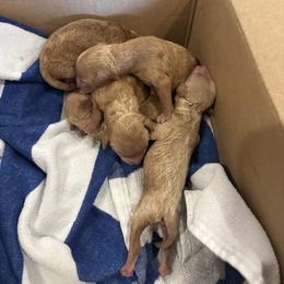 Ruby - Red  female Poodle puppy in Sherman, Texas from Ruth’s Poodles