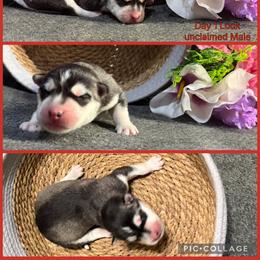 Lock - Black and white male Siberian Husky puppy in Canton, Ohio from Bleu Skies Siberian Huskies