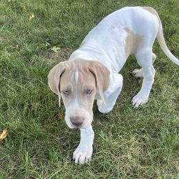 Lilac Fawn Pied - Fawn male Great Dane puppy in Charlotte, Michigan from Blue Diamond Danes