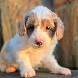 Icicle - Parti female Goldendoodle puppy in Eugene, Oregon from Oregon's Legendary Goldendoodles