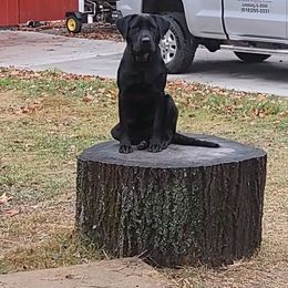 Dilute Retriever and Labrador Retriever Puppies from SmoKy Hills Labradors