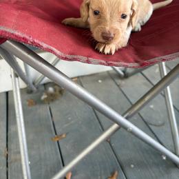 Thor - Dapple male Dachshund puppy in Conroe, Texas from Dots Dachshunds