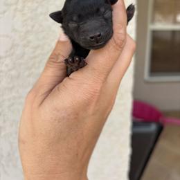 Hershey - Black and white male Aussiedoodle puppy in Spring Hill, Florida from Pawprint Dreams Boarding and Kennel