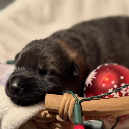 Teal female - Sable female German Shepherd puppy in Buffalo, West Virginia from Z Tykev Vino LLC