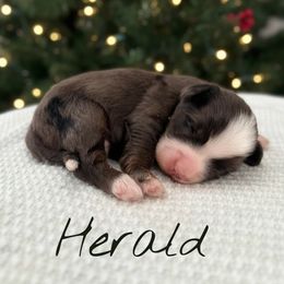 Boy - Merle male Bernedoodle puppy in Waco, Texas from Blessings Pups Doodles