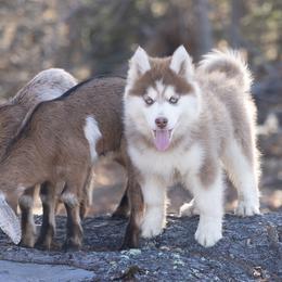 Jazz - Chocolate male Pomsky puppy in Moultonborough, New Hampshire from Foxfire Arctic Spitz