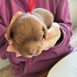 Leo - Red male Cavapoo puppy in Adrian, Oregon from ApplebyFarm