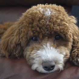 Australian Labradoodles from Pawsome Labradoodles, LLC