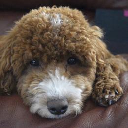 Australian Labradoodles from Pawsome Labradoodles, LLC