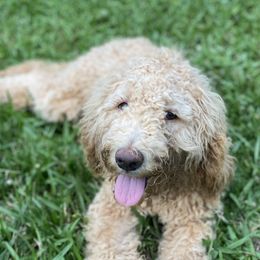 Sadie - Goldendoodle