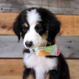 Australian Shepherds and Miniature Australian Shepherds from Double T O Farms