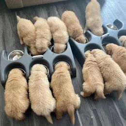 Golden Retriever and Siberian Husky Puppies from Nevani Goldens & Siberians
