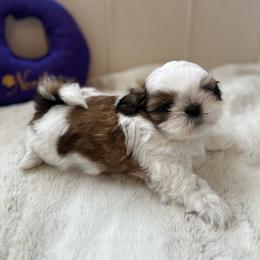 Boy 1 - Red and white male Shih Tzu puppy in Paso Robles, California from Northstar Shih Tzu