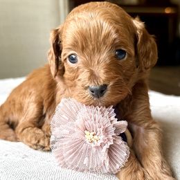 Faith (Purple Collar Female) - Red female Cavapoo puppy in Pleasant Hill, Iowa from Harvest Creek