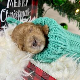 Black Boy - Red  male Goldendoodle puppy in Greeley, Colorado from Millie Billie Doodles
