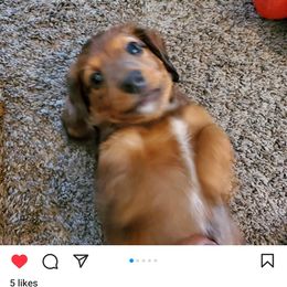 Dachshund Puppies from Royal purple doxies