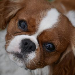 Phoenix - Cavalier King Charles Spaniel