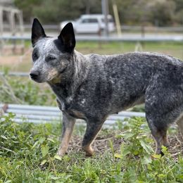 Australian Cattle Dog Puppies from Tin Roof Australian Cattle Dogs